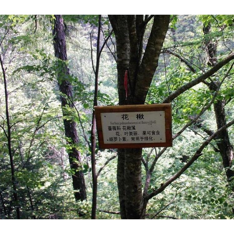 优花楸苗生产基地 _百花花楸苗苗圃种苗