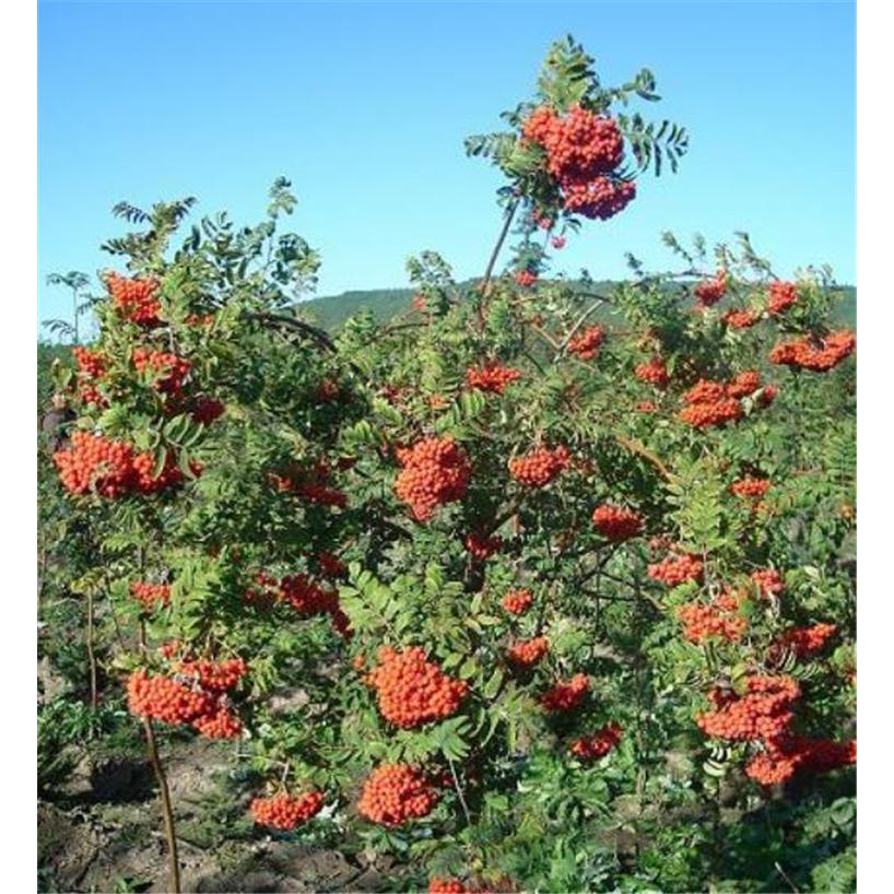 特价供应花楸苗苗木大全 _百花花楸苗木基地价格