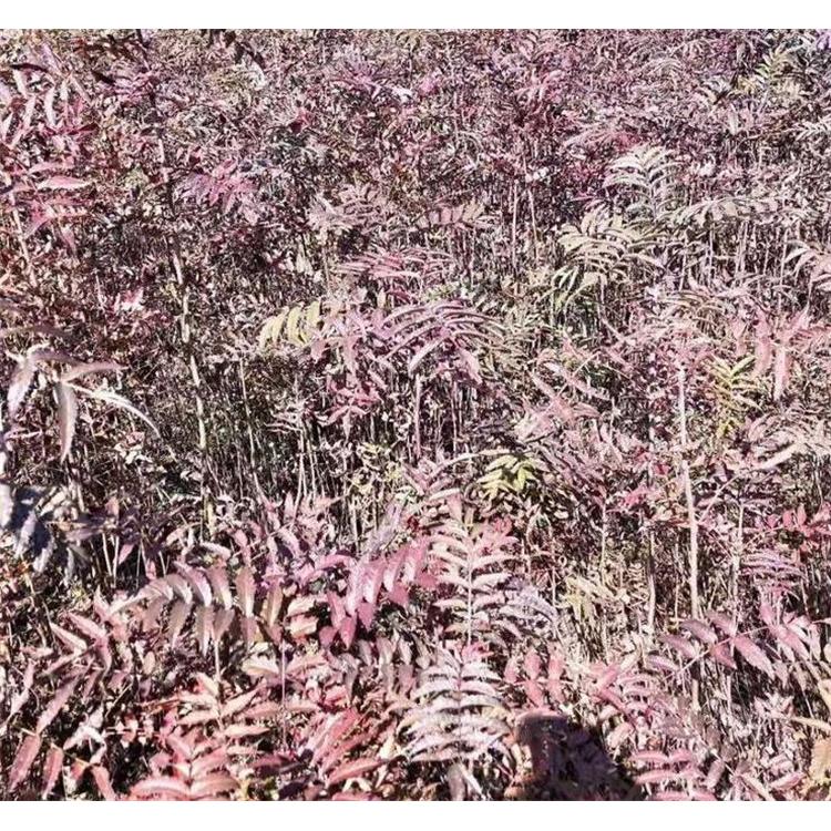 热销花楸苗苗圃种苗 _百花花楸种苗咨询