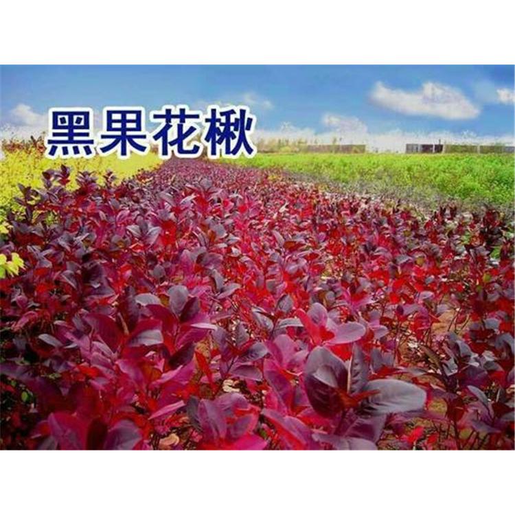 大量供应花楸苗产地 _马加木苗苗木栽培