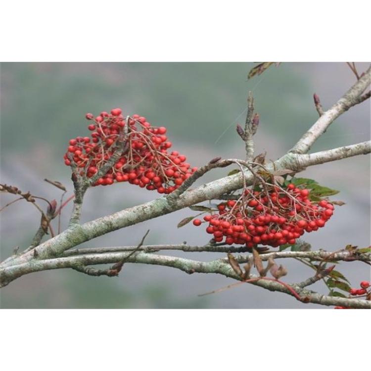 开春热卖花楸苗苗木栽培 _黄花楸苗苗木大全