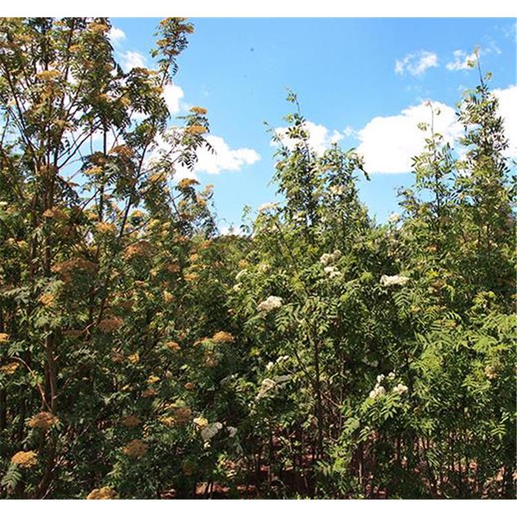 大量供应花楸苗苗圃种苗 _百花花楸苗价格