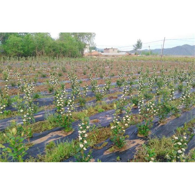 优质花楸苗咨询 _花楸两年苗苗木栽培技术服务