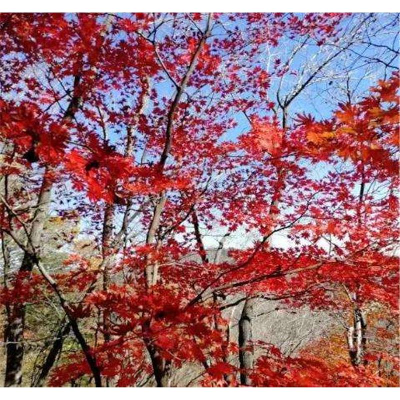 基地直销九角枫苗 价格 _九角枫1年小苗生产基地