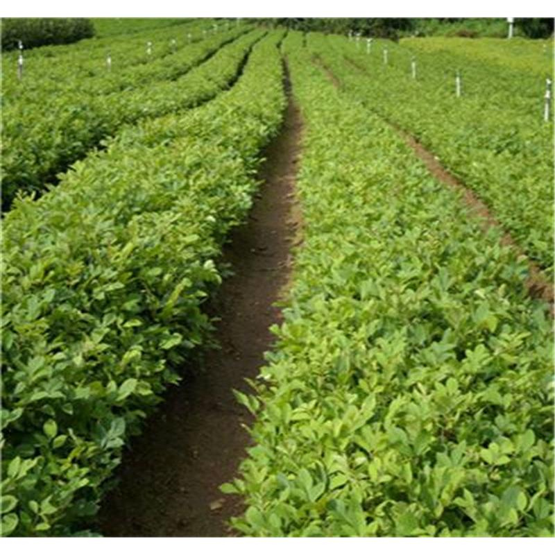 开春热卖五加苗苗木生产基地咨询 _文章草苗木价格