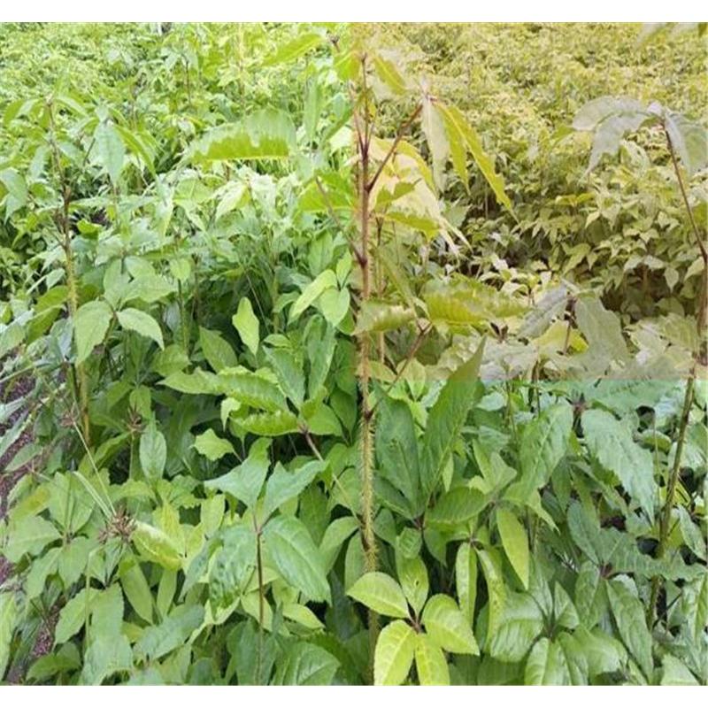 优五加苗苗圃 _文章草苗圃报价