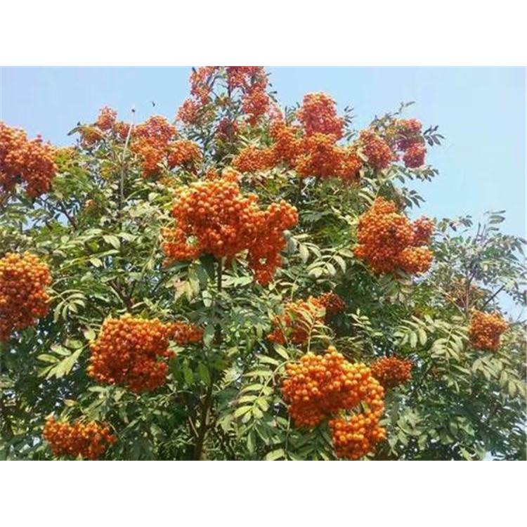 大量供应百花花楸苗苗圃报价 _百花花楸二年小苗苗木基地