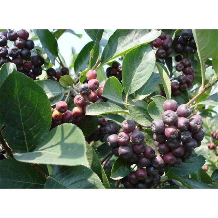 供应信息百花花楸苗苗木栽培技术 _百华山花楸产地