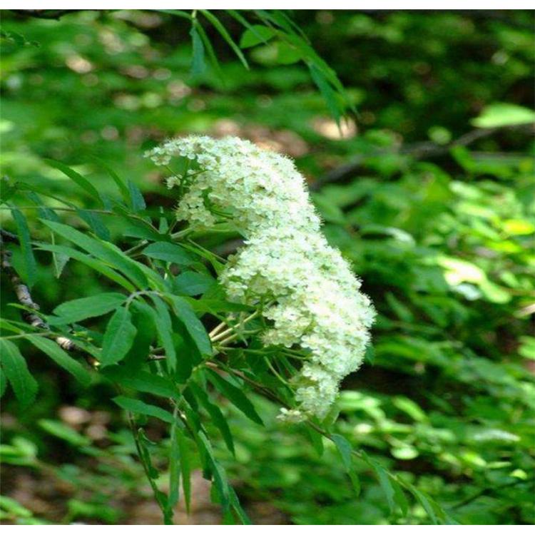 热销百花花楸苗苗木生产基地咨询 _马家木苗苗木基地报价