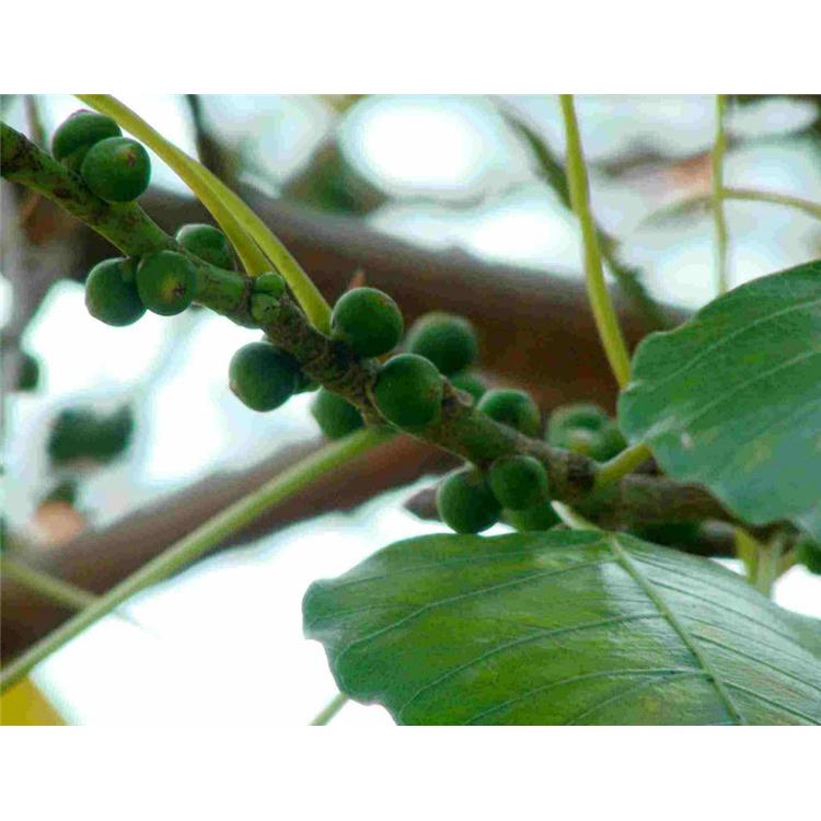 特价供应菩提树苗苗木生产基地 _菩提培育基地