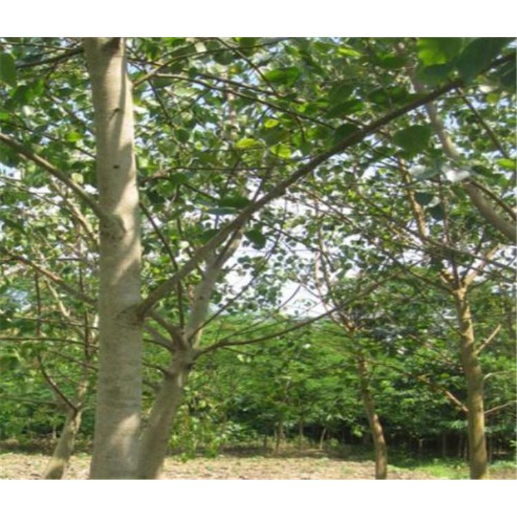 2020春季热销菩提树苗苗圃苗木价格 _菩提小苗苗圃咨询