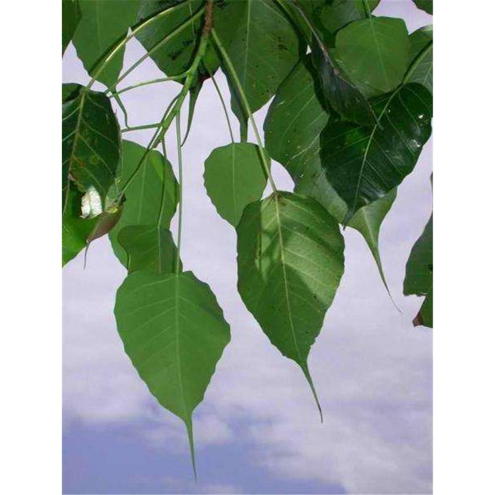 开春热销菩提树苗苗木基地价格 _菩提生产基地