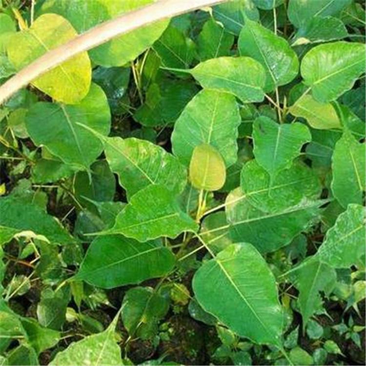高品质菩提树苗苗圃报价 _ 平安树苗基地热销