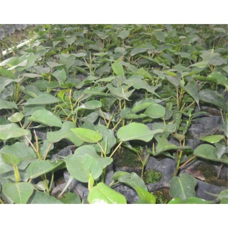 高品质菩提树苗苗木生产基地报价 _菩提小苗苗木大全