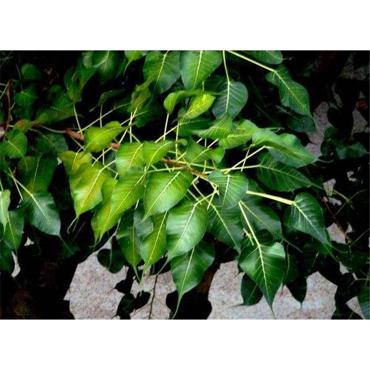 特价供应菩提树苗苗木生产基地咨询 _菩提树生产苗木基地
