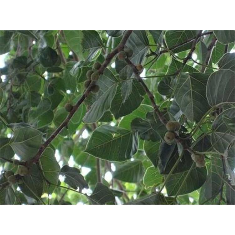 大量出售菩提树苗苗圃咨询 _菩提小苗苗木生产基地报价