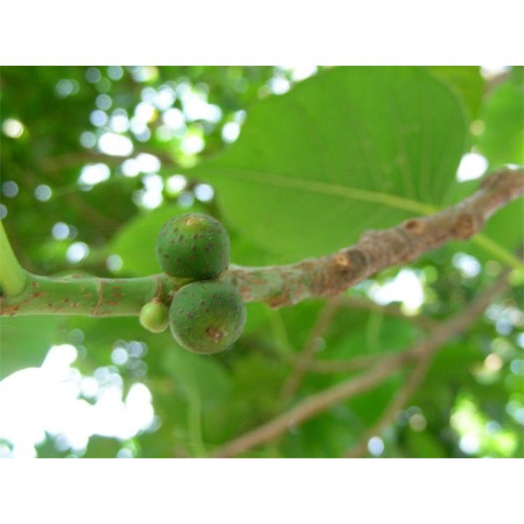 大量供应菩提树苗苗木咨询 _ 平安树苗苗圃直供