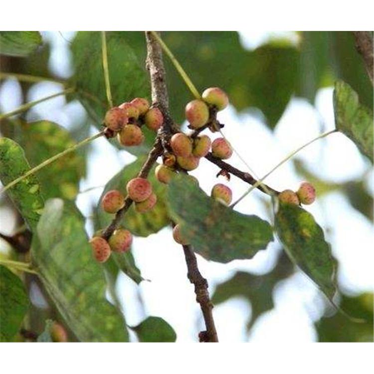 特价供应菩提树苗苗木生产基地咨询 _菩提树移植苗培育基地