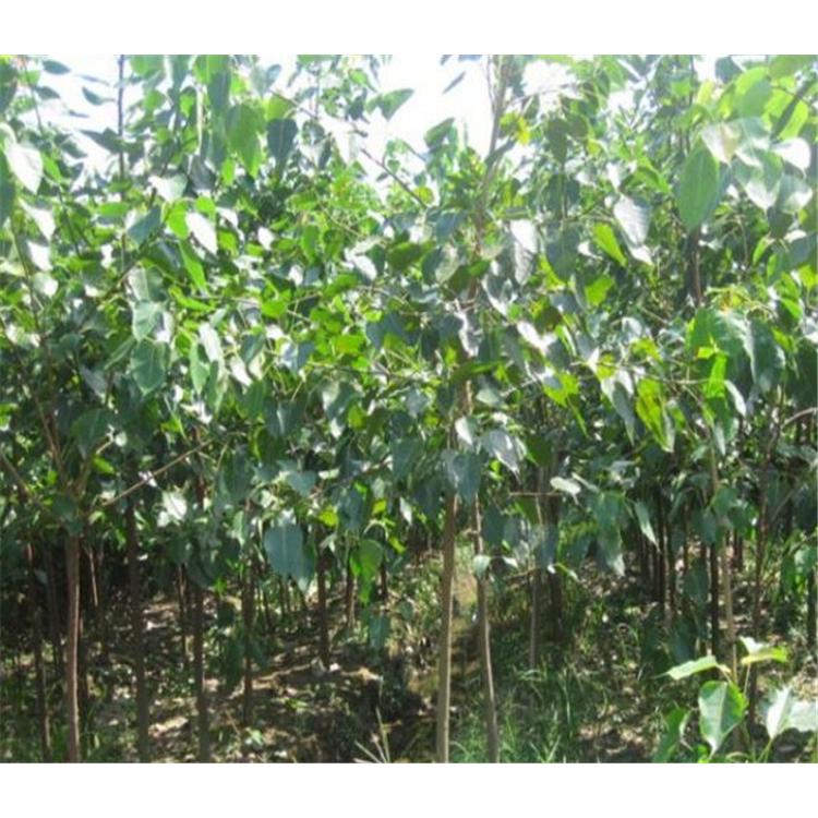 品质优良 菩提树苗苗木栽培技术 _菩提培育基地