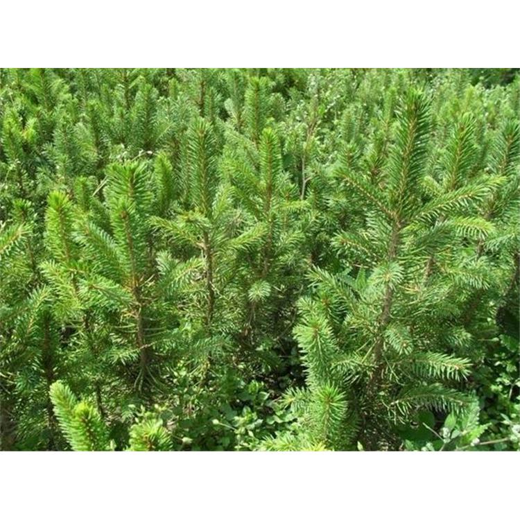 直供植物门云杉树苗 苗木生产基地咨询 云杉树种苗苗圃咨询