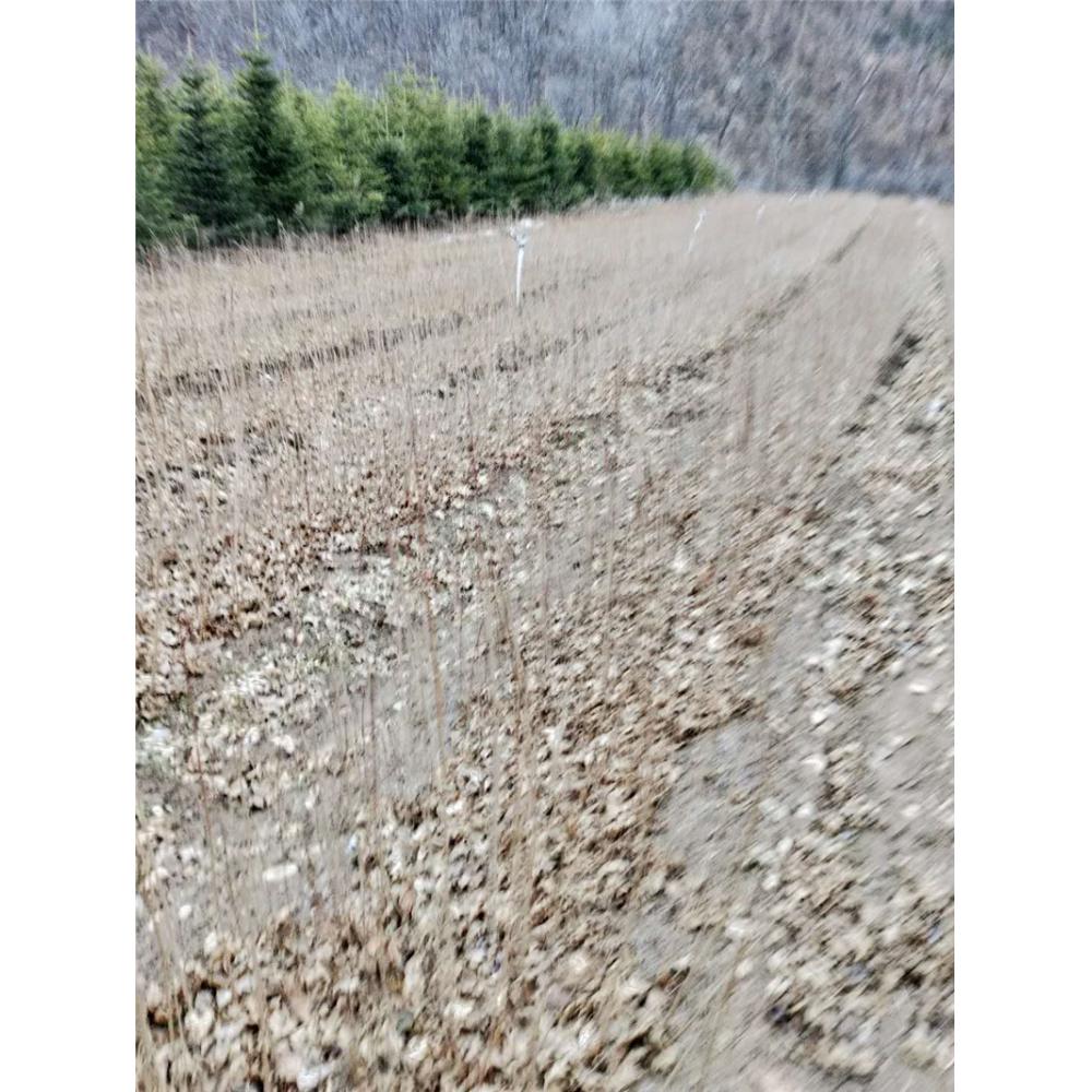 基地出售五角枫树苗苗圃咨询 _五角枫1年苗苗木报价
