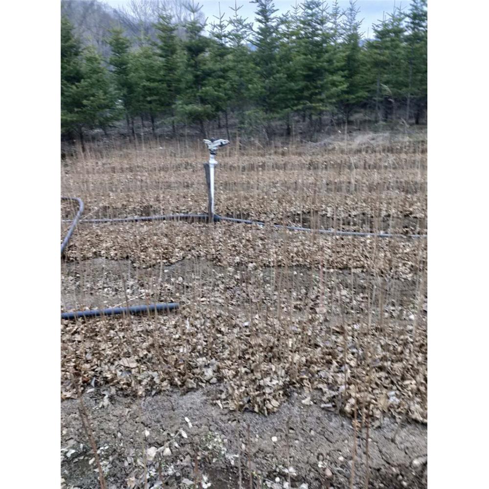 供应五角枫树苗苗木栽培技术服务 _五角枫苗苗木产地报价
