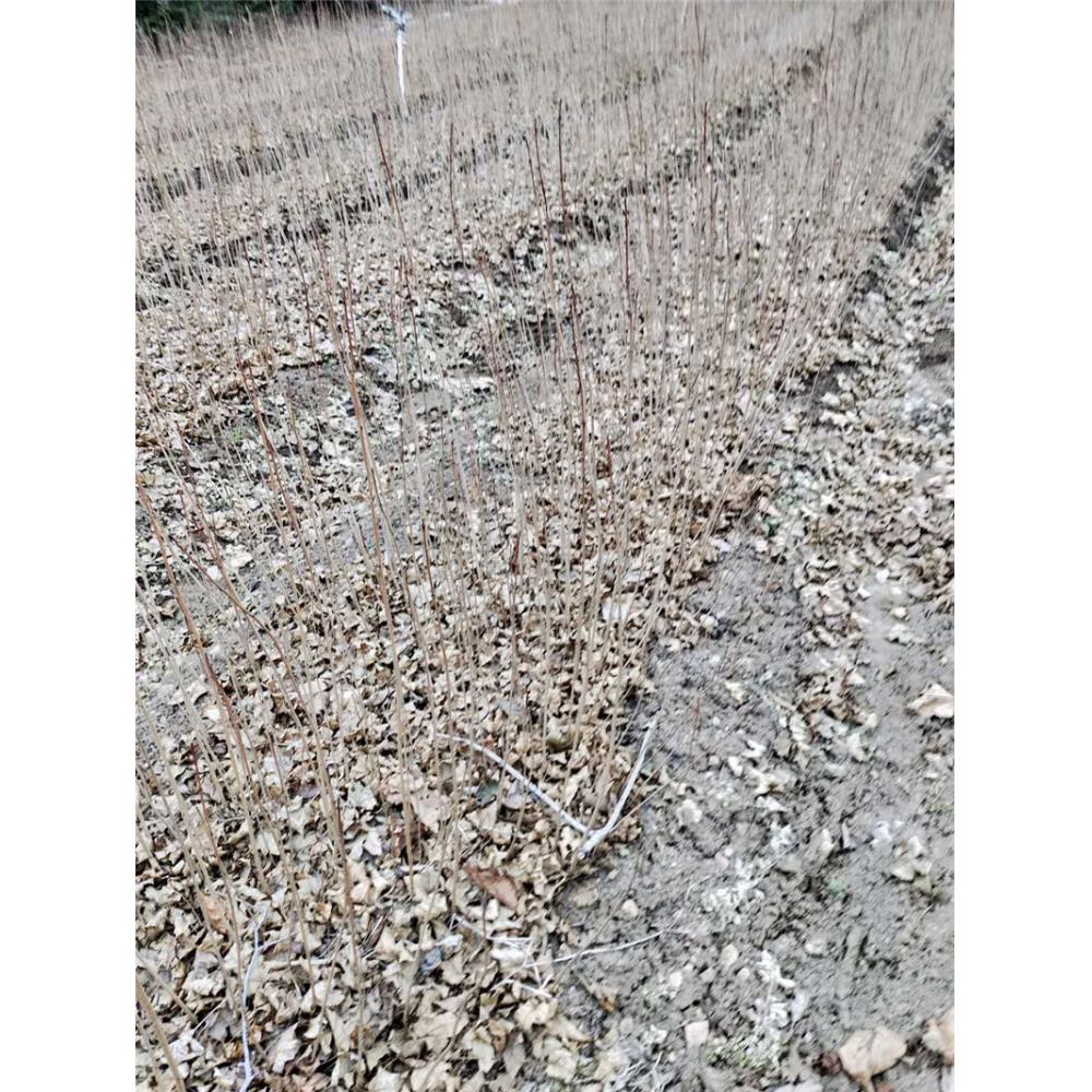 一年生五角枫树苗苗木产地咨询 _五角枫生产苗木基地