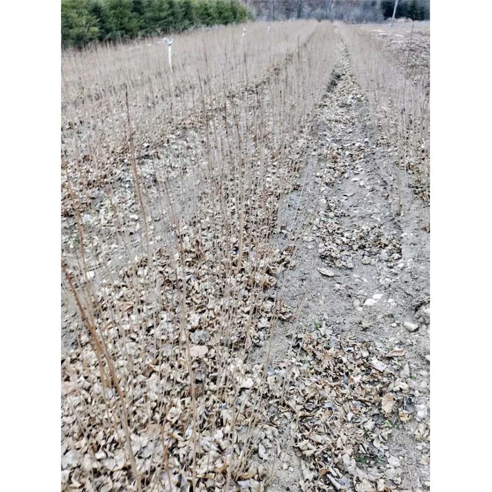基地出售五角枫树苗苗木种苗 _五角枫2年苗苗木栽培