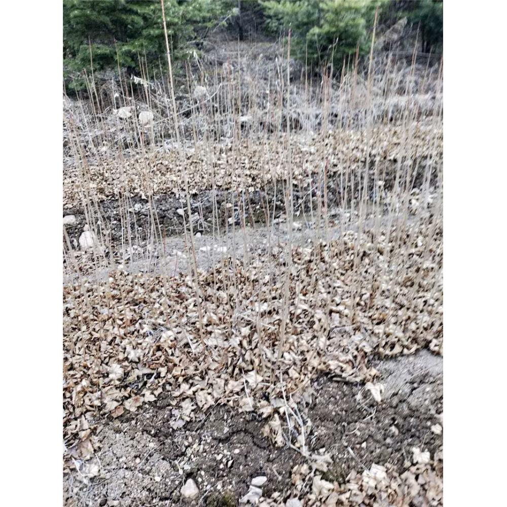 2020热卖五角枫树苗苗木价格 _五角枫二年苗苗木基地价格