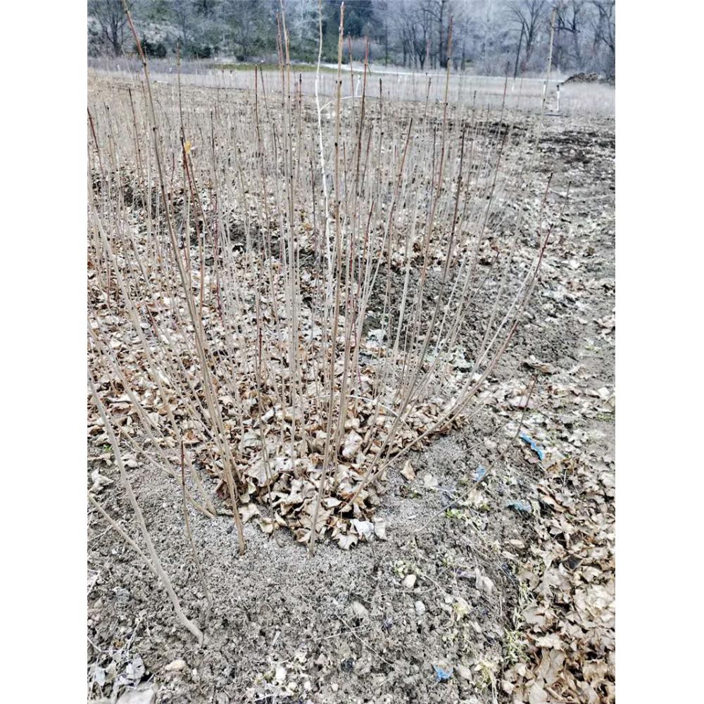高品质五角枫树苗苗木报价 _五角枫1年苗苗圃