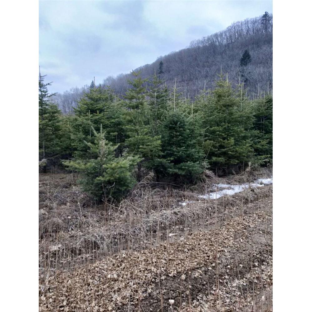 优良冷杉苗苗木栽培 _冷杉二年苗苗木生产基地咨询