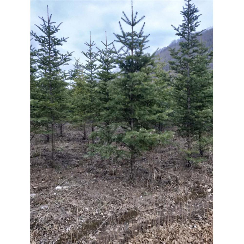 优良冷杉苗苗木栽培 _冷杉树苗培育基地