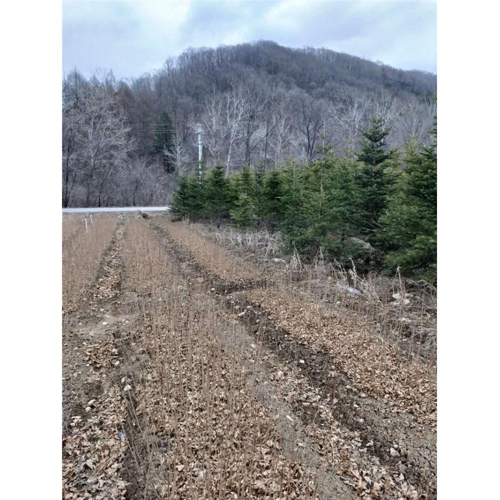 大量出售 冷杉苗苗木基地价格 _冷杉小苗培育基地