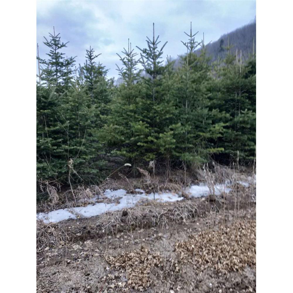 2年小苗九角枫树苗苗圃  _九角枫种苗苗木价格