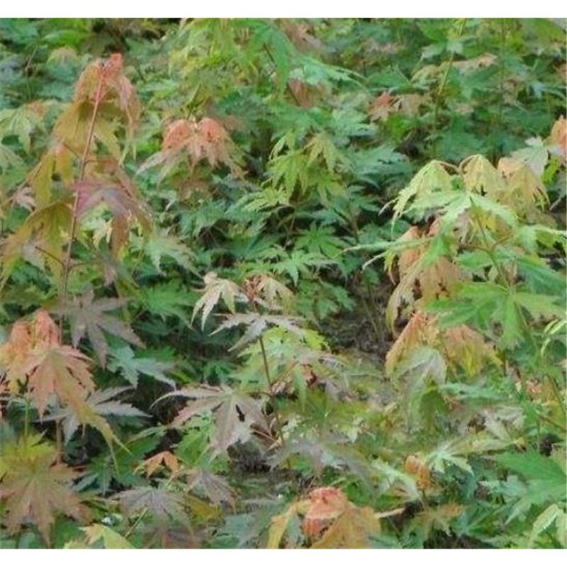 春季热销九角枫树苗苗木栽培技术   _九角枫3年树苗苗木基地报价
