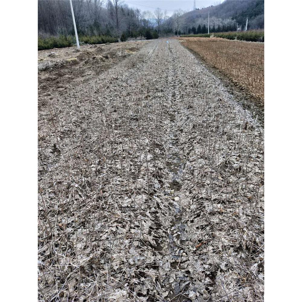 出售刺五加苗苗木报价 _一百针苗木栽培技术服务