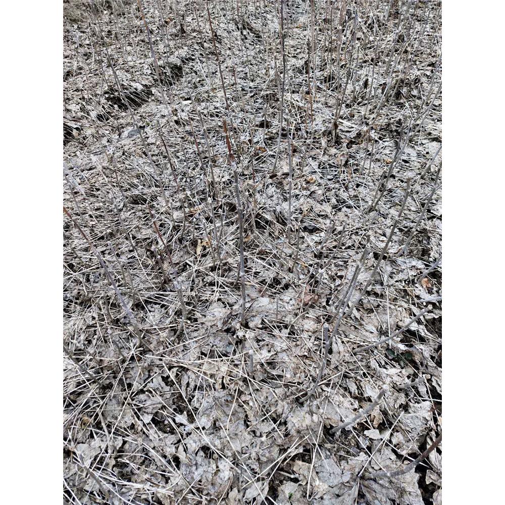 优质刺五加苗产地  _刺拐棒树苗生产苗木基地