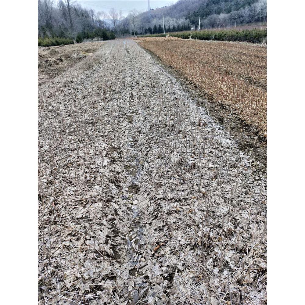 2020热销刺五加苗生产苗木基地 _短梗刺五加苗圃