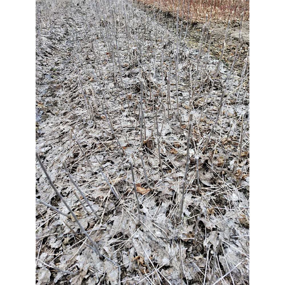 基地出售刺五加苗产地  _刺拐棒苗木价格