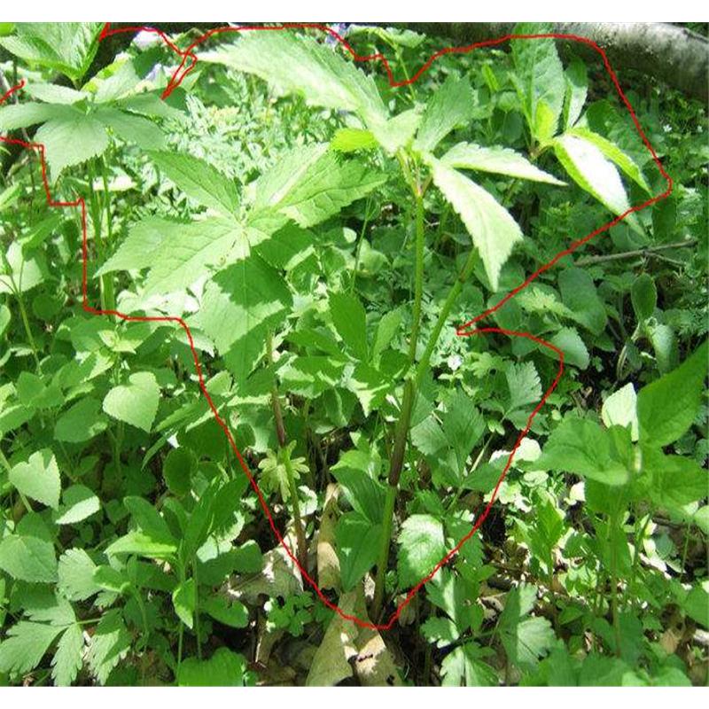 优良  刺嫩芽苗苗木基地价格  _乌龙头树苗生产基地