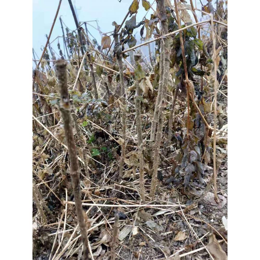2020热卖刺嫩芽苗 培育基地 _乌龙头树苗 苗圃直供