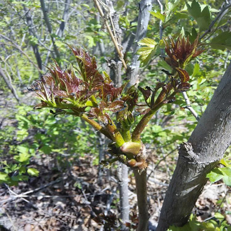 特供刺嫩芽苗种植基地 _刺嫩芽一年苗种植基地