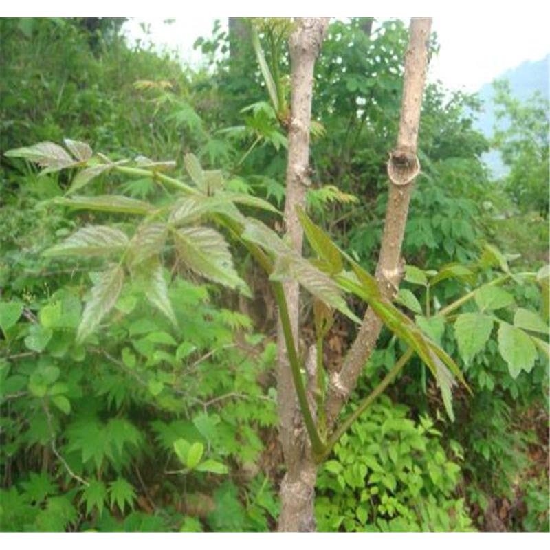 高品质刺嫩芽苗苗圃苗木价格 _乌龙头树苗苗木基地价格