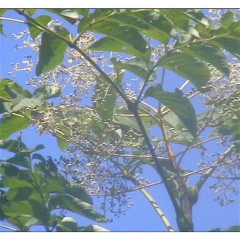 开春热卖 刺嫩芽苗苗木生产基地  _刺嫩芽树苗生产基地