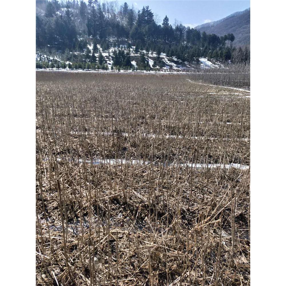 优选刺嫩芽苗 咨询 _刺嫩芽小苗 苗木报价