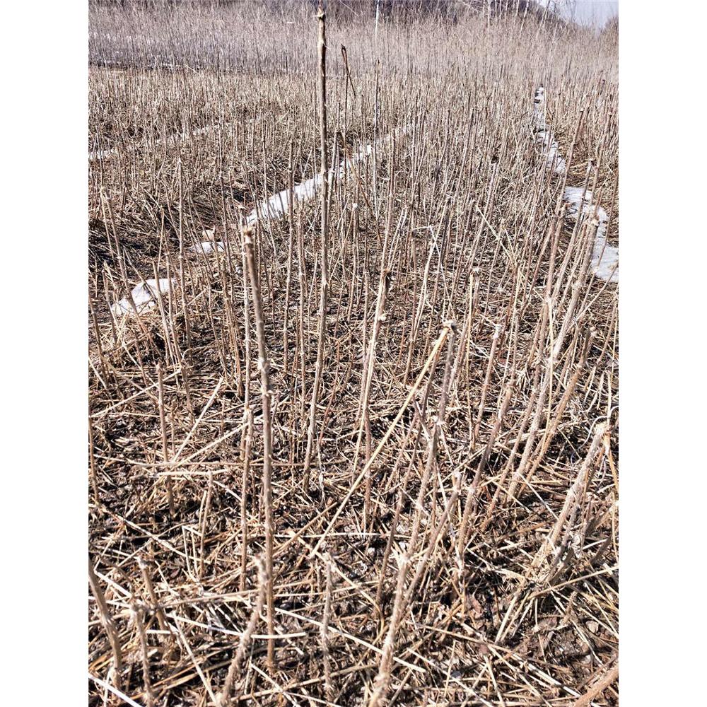 开春热销 刺嫩芽苗苗木生产基地  _乌龙头苗价格