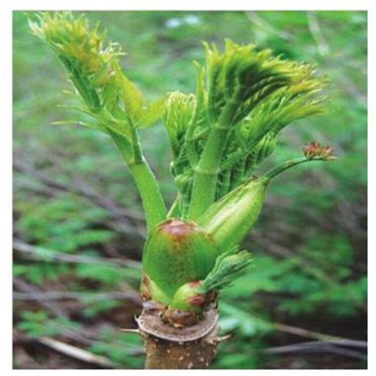 大量出售 刺嫩芽苗 苗木栽培  _刺嫩芽一年苗价格
