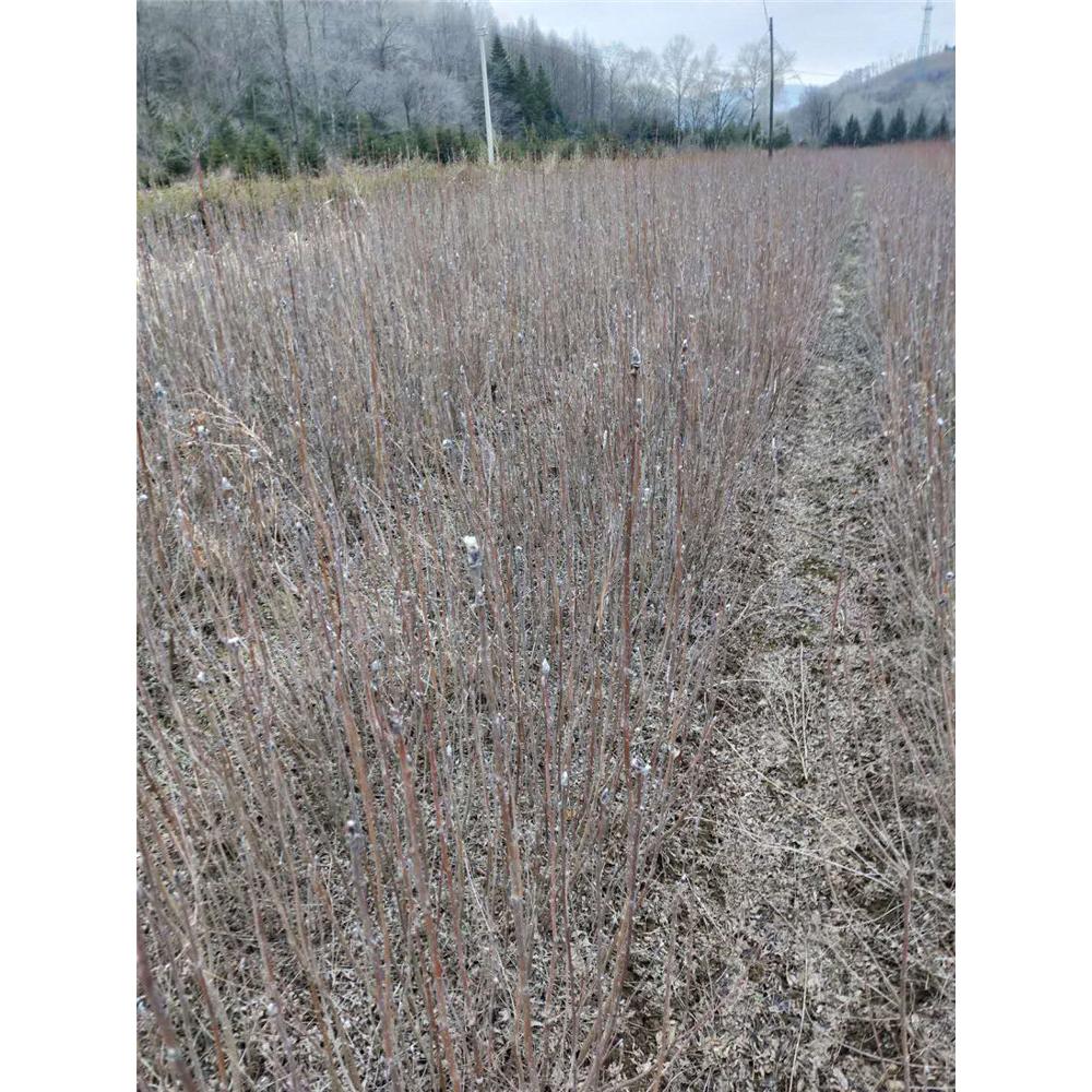 易成活百花花楸生产苗木基地  _花楸苗 苗圃