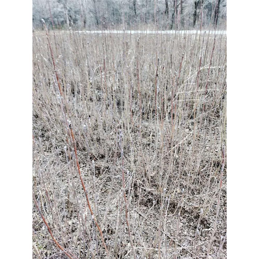 2020春季热卖百花花楸 苗圃苗木价格 _百华花楸苗生产苗木基地