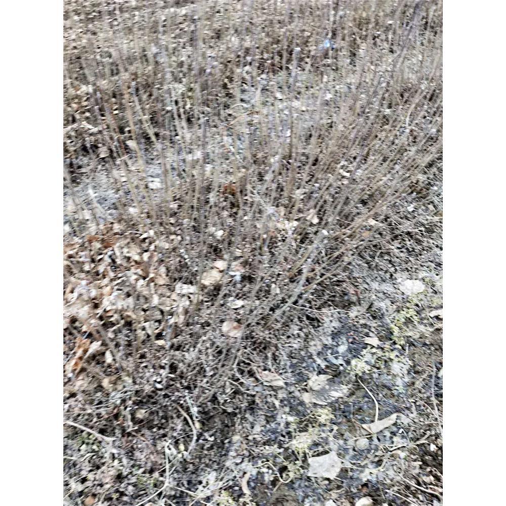 2020春季热销 百花花楸苗圃报价 _百花花楸1年苗苗木咨询